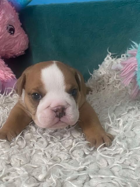 D'Apadoka - Chiot disponible  - Bulldog Anglais