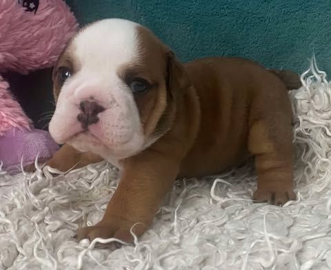 D'Apadoka - Chiot disponible  - Bulldog Anglais