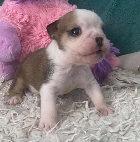 D'Apadoka - Chiot disponible  - Bulldog Anglais