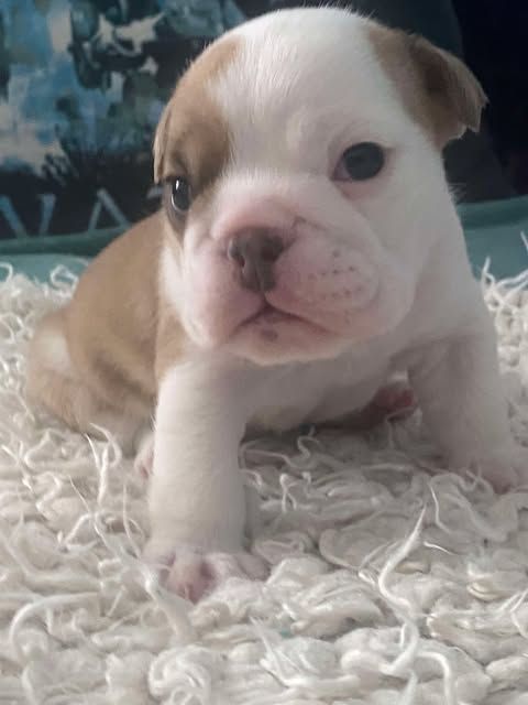 D'Apadoka - Chiot disponible  - Bulldog Anglais