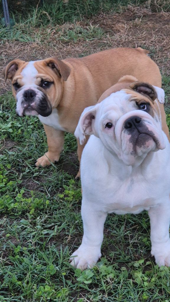 D'Apadoka - Disponibilités 