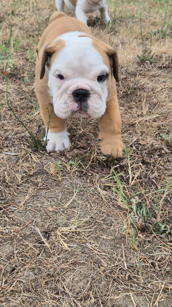 D'Apadoka - Chiots disponibles - Bulldog Anglais