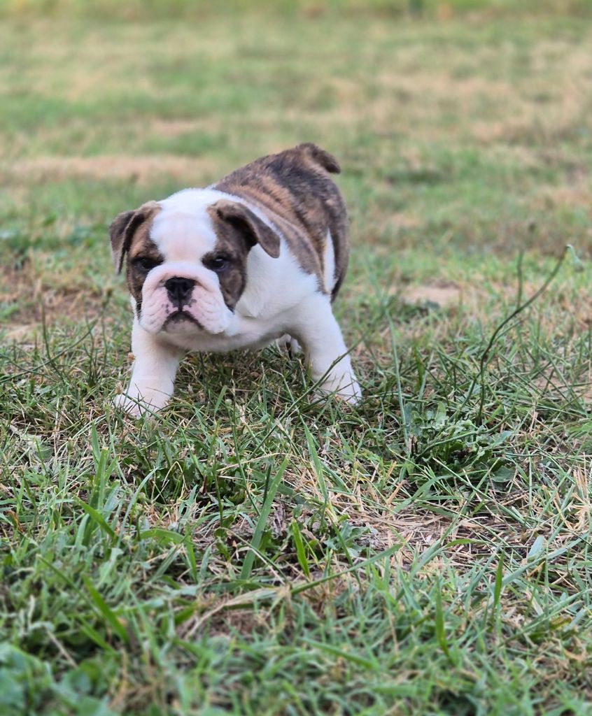 D'Apadoka - Chiots disponibles - Bulldog Anglais