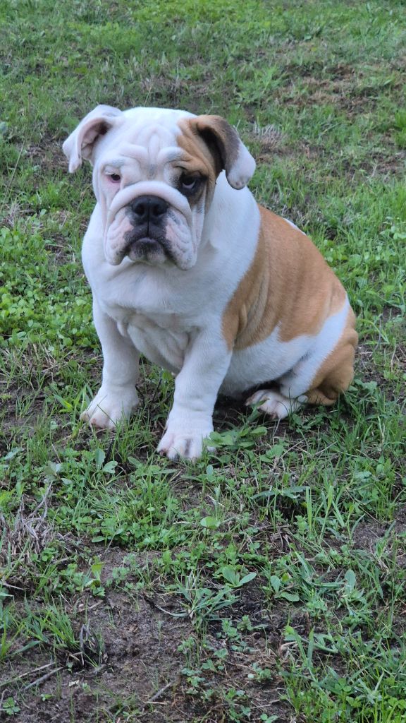 D'Apadoka - Chiots disponibles - Bulldog Anglais