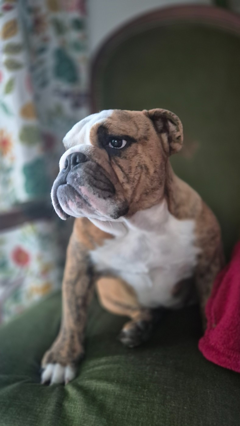 D'Apadoka - Chiots disponibles - Bulldog Anglais