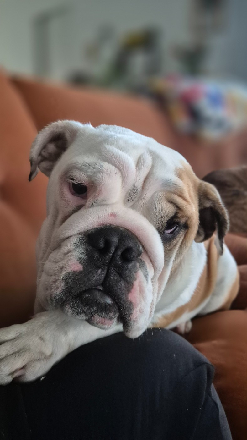 D'Apadoka - Chiots disponibles - Bulldog Anglais