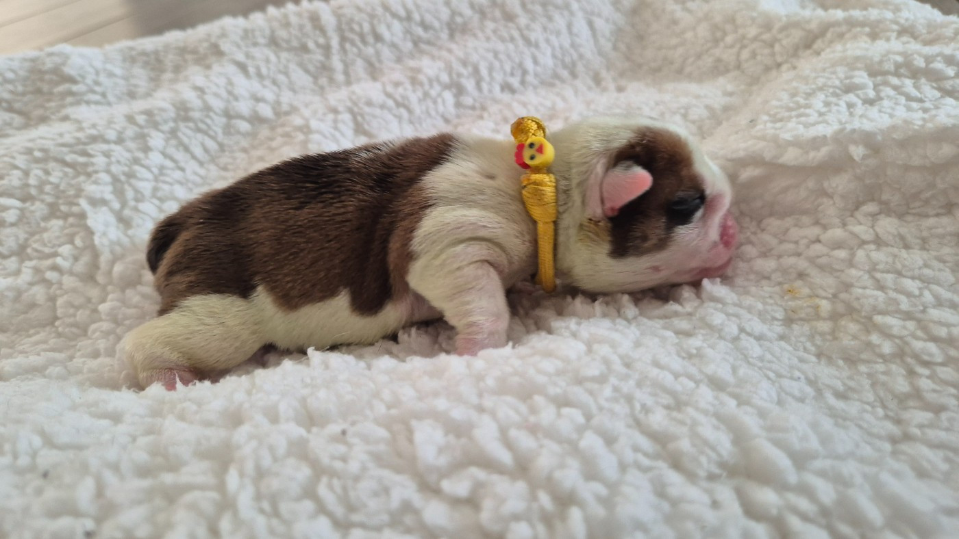 D'Apadoka - Chiots disponibles - Bulldog Anglais