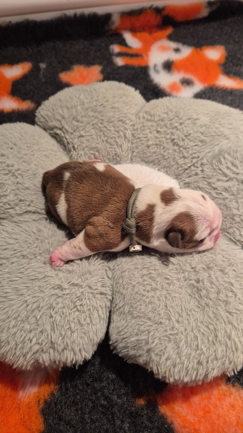 D'Apadoka - Chiots disponibles - Bulldog Anglais