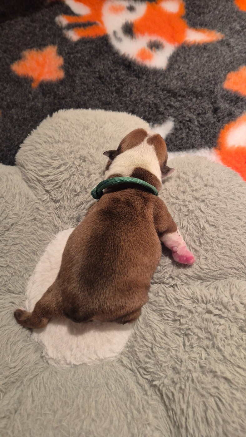 D'Apadoka - Chiots disponibles - Bulldog Anglais