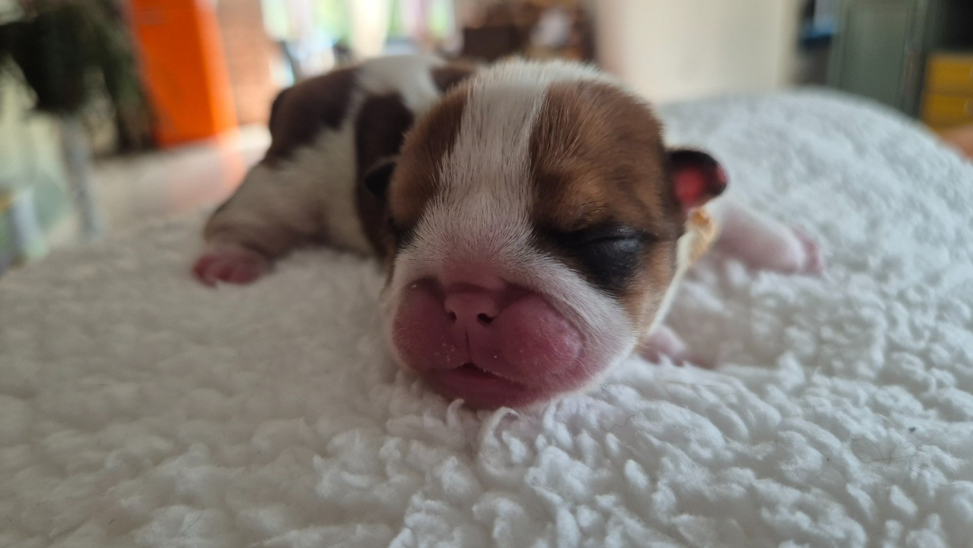 D'Apadoka - Chiots disponibles - Bulldog Anglais