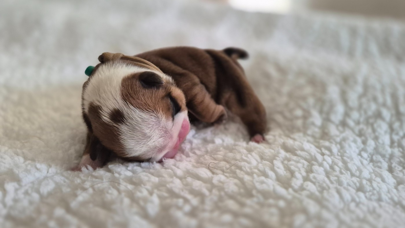 D'Apadoka - Chiots disponibles - Bulldog Anglais