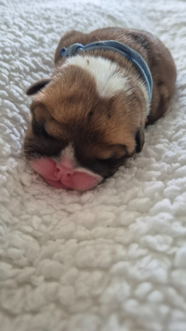 D'Apadoka - Chiots disponibles - Bulldog Anglais