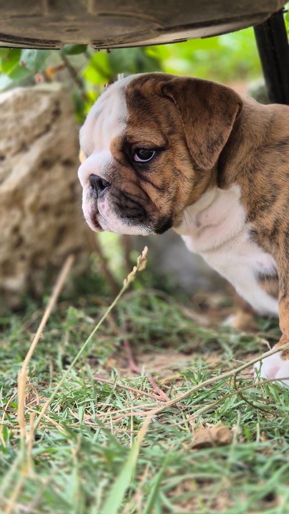 D'Apadoka - Chiots disponibles - Bulldog Anglais