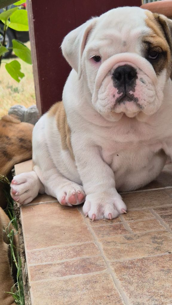 D'Apadoka - Chiots disponibles - Bulldog Anglais