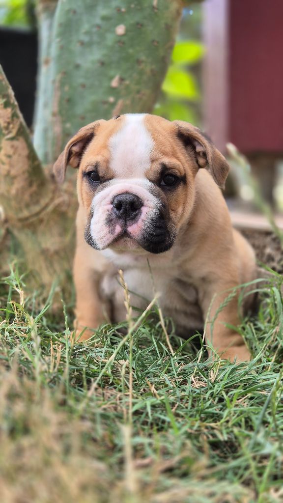 D'Apadoka - Chiots disponibles - Bulldog Anglais