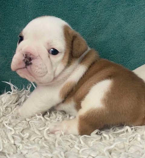D'Apadoka - Chiots disponibles - Bulldog Anglais