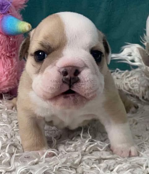 D'Apadoka - Chiots disponibles - Bulldog Anglais