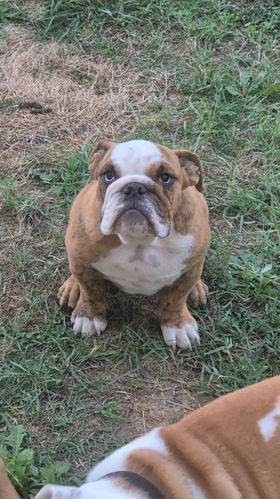 D'Apadoka - Chiots disponibles - Bulldog Anglais